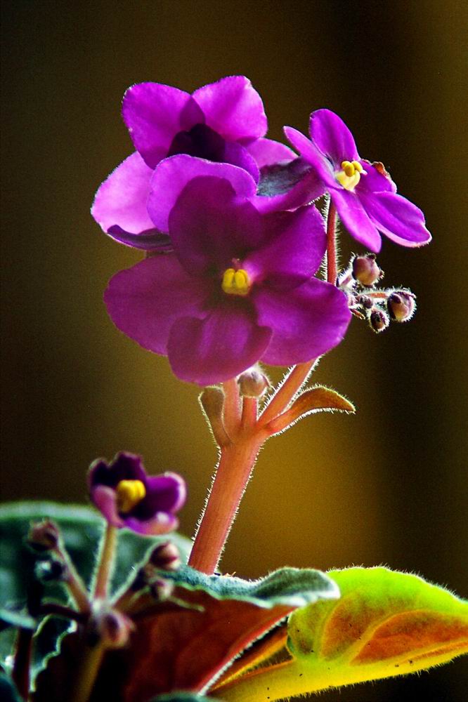 Flores de Polonia